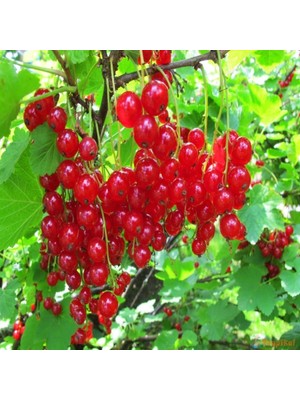 İdeasepet Naturel Red Frenk Üzümü Tohumu (10 Tohum )