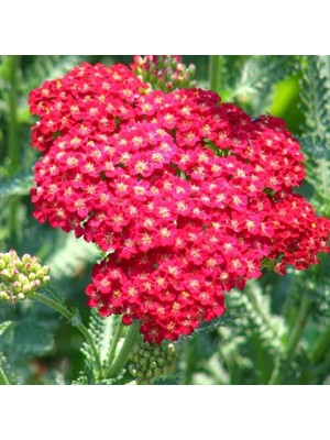 İdeasepet Naturel Kırmızı Civan Perçemi Tohumu (150 Tohum)