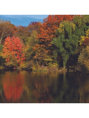 Henge Sonbahar Yeşil Göl Kenarı Manzaralı Ağaç Duş Perdesi