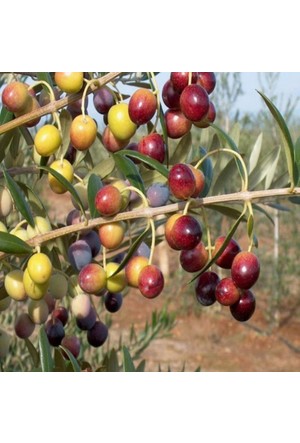 Bodur Zeytin Arbeguine I 18 Agaclar Net