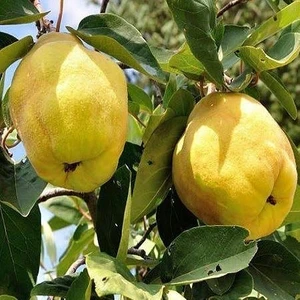 Berke Fidancılık Eşme Ayvası +130 cm Saksıda 7 Yaş