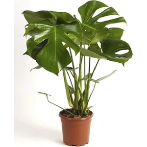 Berceste Peyzaj Deve Tabanı Monstera 40 x 60 cm Salon Bitkisi Ofis Bitkisi Ev Bitkisi