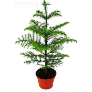 Berceste Peyzaj Salonçamı Arokarya Araucaria 50-60 cm Ev Ofis Salon Bitkisi