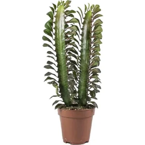 Berceste Peyzaj Süt Ağacı Euphorbia Trigona 20-30 cm Cactus Kaktus Ev Ofis Salon Bitkisi