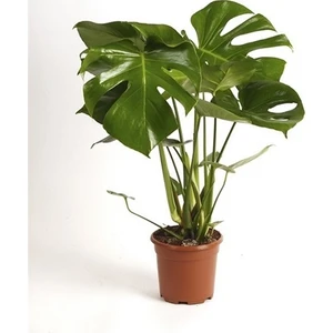 Berceste Peyzaj Deve Tabanı Monstera 40 x 60 cm Ev Bitkisi