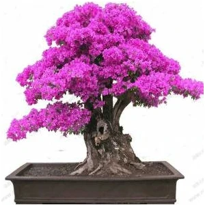 Bahçe Life Bonsai Yapılabilir Erguvan Ağacı Tohumu Ekim Kiti