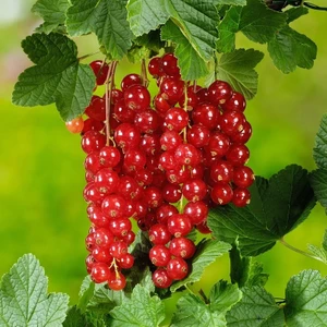 Bahçe Life Doğal Kırmızı Frenk Üzümü Tohumu + Çimlendirme Torfu