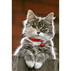 Kaymaz Taban Yıkanabilir Kedi Desenli Dijital Baskılı Halı