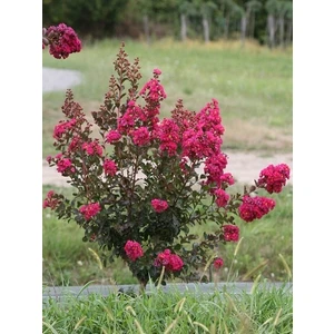Lagerstroemia indica Red Fuşya Kırmızı Oya Ağacı, Saksıda