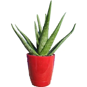 Toru Bahçe Aloe Vera Bitkisi-Jel Için Doğal Krem Şifalı Bitki Sarısabır
