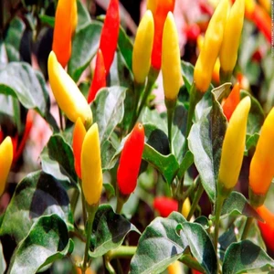 İdeasepet Naturally Doğal Tabasco Acı Biber Tohumu (20 Tohum)