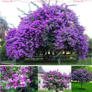 İdeasepet Tüplü Leylak Lilac Fidanı