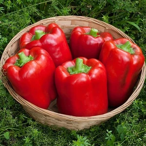 İdeasepet Naturally Doğal Kaliforniya Tatlı Dolmalık Biber Tohumu (20 Tohum)