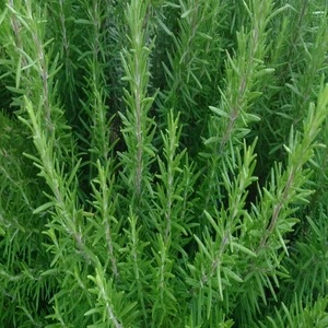 İdeasepet Naturel Biberiye Tohumu (20 Tohum)