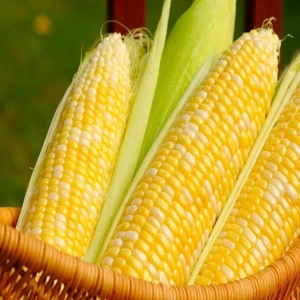 İdeasepet Doğal Haşlamalık Mısır Tohumu (25 Gram)