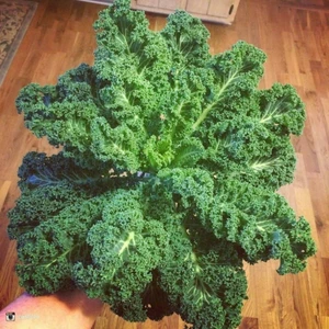 İdeasepet Naturel Scotch Kale Sebzesi Kale Tohumu (50 Tohum)
