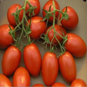 İdeasepet Doğal Naturel Salçalık Roma Vfn Domates Tohumu (20 Tohum)