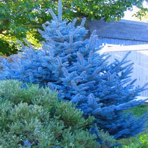 İdeasepet Picea Mavi Ladin Tohumu (1000 Adet)