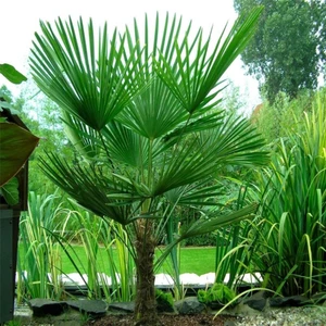 İdeasepet Tüplü Washingtonia Robusto Palmiye Fidanı (50-80 Cm)