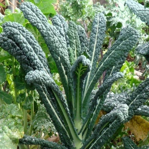 İdeasepet Naturel İtalyan Lacinato Kale Sebzesi Kale Tohumu (50 Tohum)