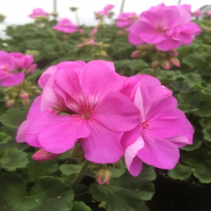 İdeasepet Saksıda Calliope Violet Rose Sardunya Çiçeği
