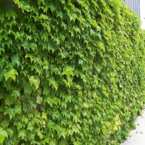 İdeasepet Tüplü Hedere Petram Green Kaya Sarmaşığı Fidanı