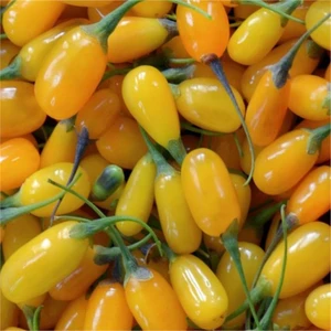 İdeasepet Tüplü Altın Gibi Goji Berry Fidanı
