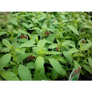 İdeasepet Naturel Limon Esanslı Fesleğen Tohumu (100 Tohum)