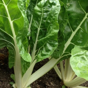 İdeasepet Naturel Geniş Yapraklı  Pazı Tohumu (40 Tohum)