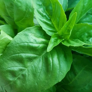 İdeasepet Naturel Yeşil Büyük Yapraklı Genovese Fesleğen Tohumu (200 Tohum)