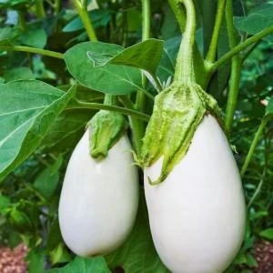 İdeasepet Naturel Casper Beyaz Patlıcan Tohumu (10 Tohum)