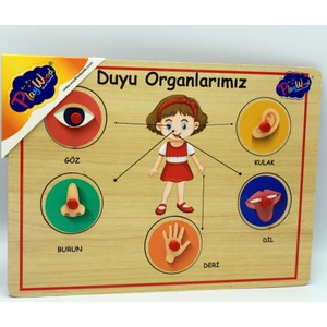 Ahşap Tutmalı Duyu Organlar