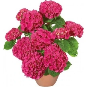 Berceste Peyzaj Ortanca Çiçeği Hydrangea Ev Ofis Çiçeği 40 cm