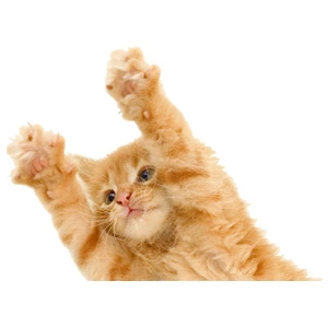 Areksan Reklam Renkli Kedi Duvar Sticker - 005