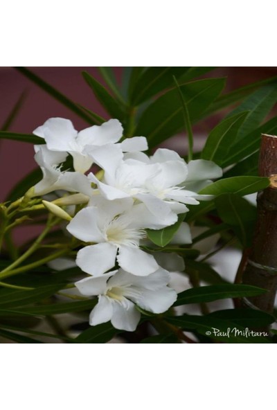 İdeasepet Tüplü Assato Beyaz Çiçek Açan Zakkum Fidanı