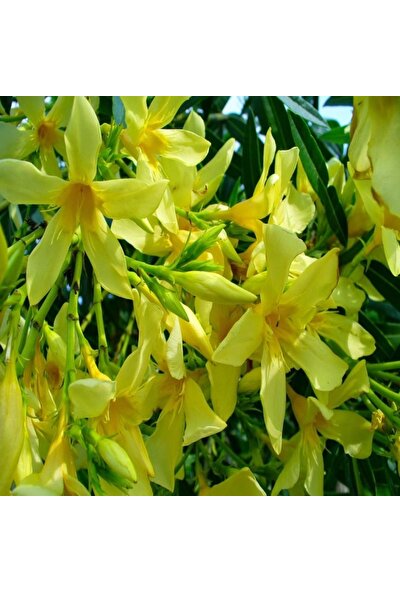 İdeasepet Tüplü Assato Sarı Çiçek Açan Zakkum Fidanı