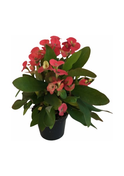 Euphorbia Milii Dikenler Tacı