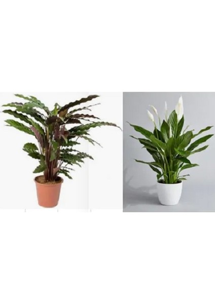 Barış Çiçeği Spathiphyllum 80 cm + Dua Çiçeği Ev Salon Ofis Bitkisi