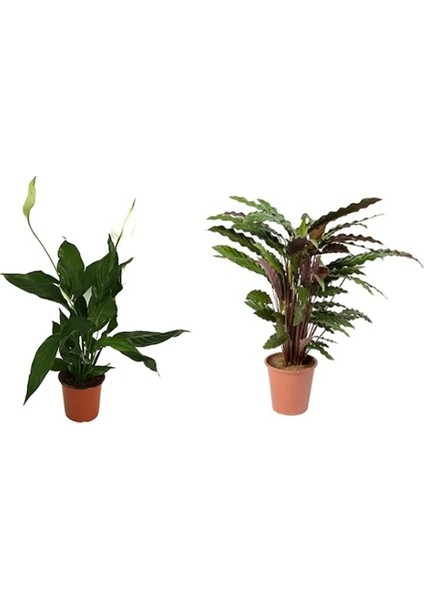 Barış Çiçeği Spathiphyllum 80 cm + Dua Çiçeği Ev Salon Ofis Bitkisi