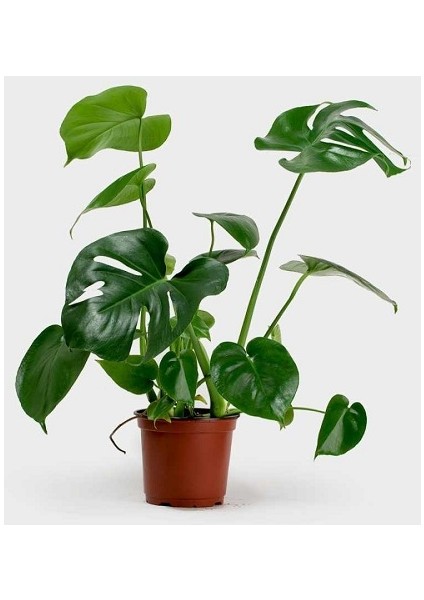 Berceste Peyzaj Deve Tabanı Monstera 40 x 60 cm Salon Bitkisi Ofis Bitkisi Ev Bitkisi