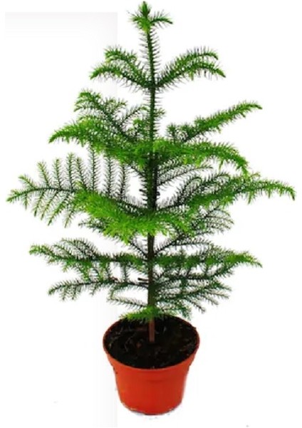 Berceste Peyzaj Salonçamı Arokarya Araucaria 50-60 cm Ev Ofis Salon Bitkisi