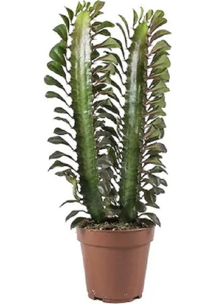 Berceste Peyzaj Süt Ağacı Euphorbia Trigona 20-30 cm Cactus Kaktus Ev Ofis Salon Bitkisi