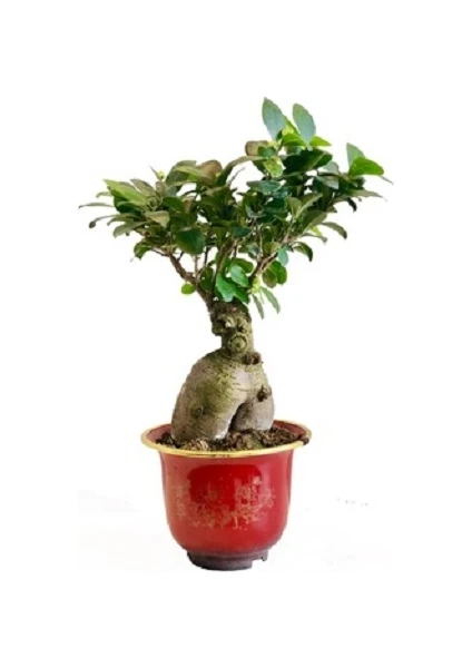 Berceste Peyzaj Bonzai Bonsai Ficus Ginseng 500 g 30-40 cm Ev Ofis Bitkisi