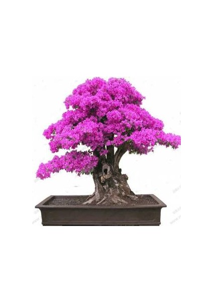 Bonsai Yapılabilir Erguvan Ağacı Tohumu Ekim Kiti