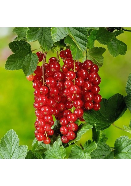 Doğal Kırmızı Frenk Üzümü Tohumu + Çimlendirme Torfu