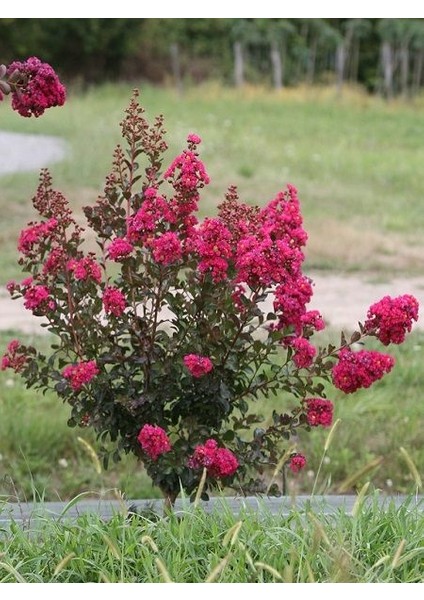 Lagerstroemia indica Red Fuşya Kırmızı Oya Ağacı, Saksıda