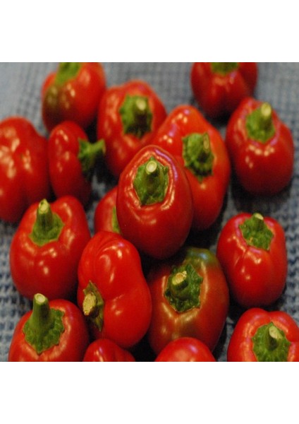 İdeasepet Naturally Doğal Red Cherry Acı Biber Tohumu (20 Tohum)