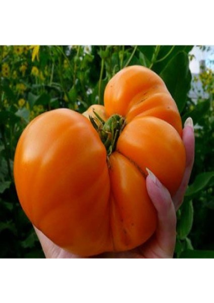 İdeasepet Natural Giant Portakal Domates Tohumu (20 Tohum)