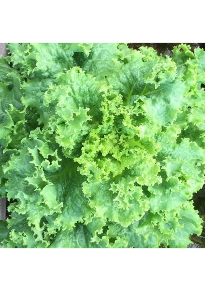 İdeasepet Naturel Waldman'S Green Kıvırcık Marul Tohumu (100 Tohum)