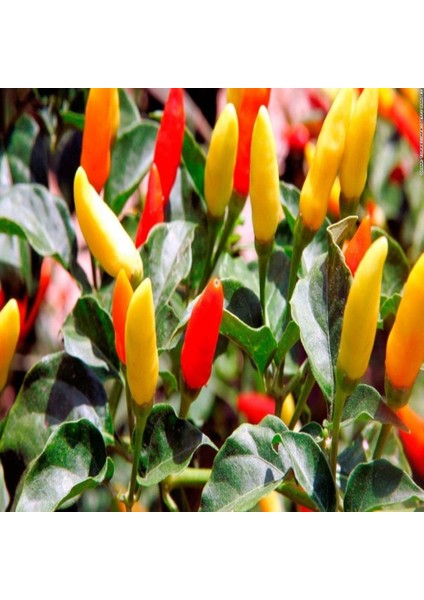 İdeasepet Naturally Doğal Tabasco Acı Biber Tohumu (20 Tohum)
